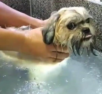 Gerador de Ozônio - O3PET - 250mg/h - Saúde & Proteção para o pets