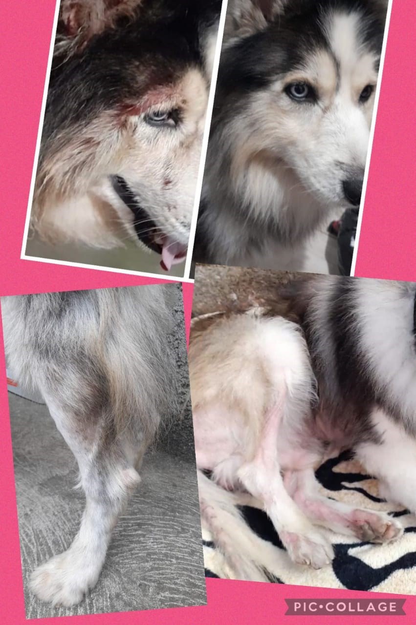 Gerador de Ozônio O3TurboPet - 575mg/h Para banhos Pet e Ozonização de Óleos