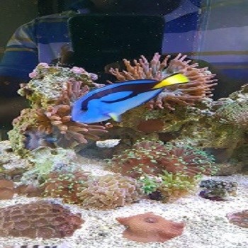 Gerador de Ozônio O3FISH - 250mg/h - Saúde & Proteção para seus Peixes