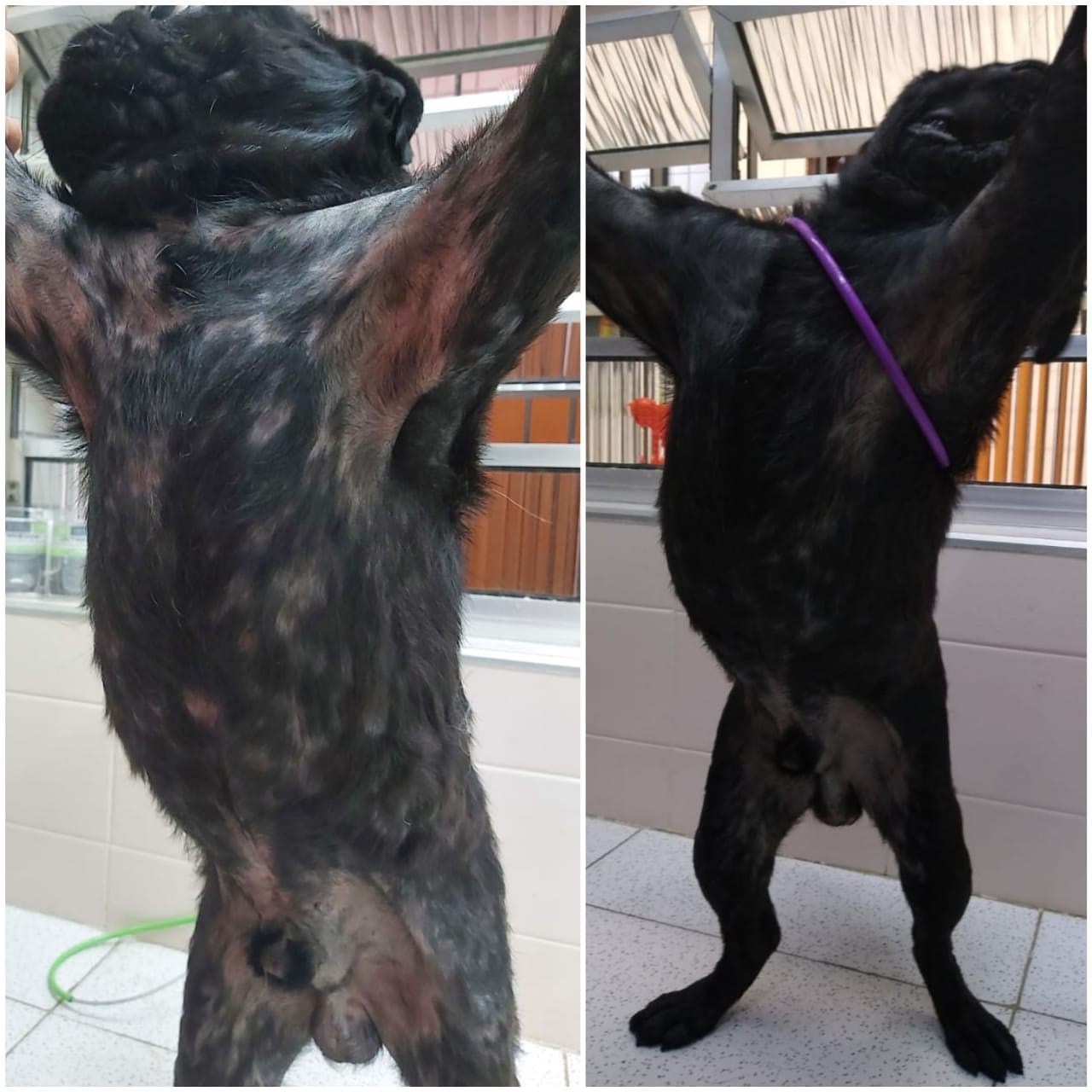 Gerador de Ozônio O3TurboPet - 575mg/h Para banhos Pet e Ozonização de Óleos